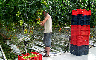 Agencja odbierze owoce i warzywa, których nie chce Rosja
